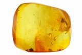 Detailed Fossil Winged Aphid (Hemiptera) In Baltic Amber #159781-3